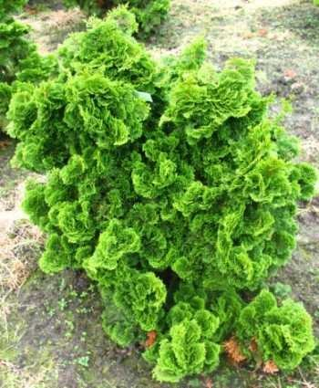 Muschelzypresse Chamaecyparis obtusa Nana Gracilis 30-35 cm breit im 5 Liter Pflanzcontainer