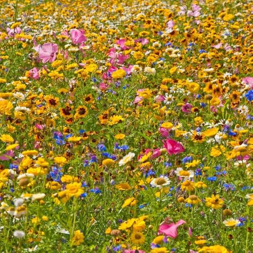 Semi di fioricampo, semi di prati fioriti, semi di campo le da giardino roccioso sono resistenti 3000pcs