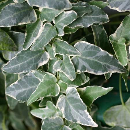 Planta trepadora (hedra inglesa, Hedera helix)