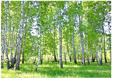 WallArena - Vlies Fototapete Wald Birkenwald Natur Birke Sonne Bäume 208x146 cm - Fototapeten - Tapeten - für Wohnzimmer Schlafzimmer - Vliestapete Wandtapete Tapete 3D Effekt- inkl. Kleister