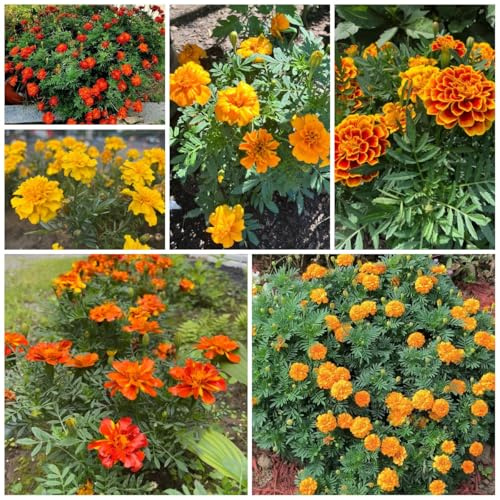 semi di tagetes perenni - calendula, balcone, regali da giardino per donne di tagetes calendula biologici, resistenti all'esterno, 600pcs