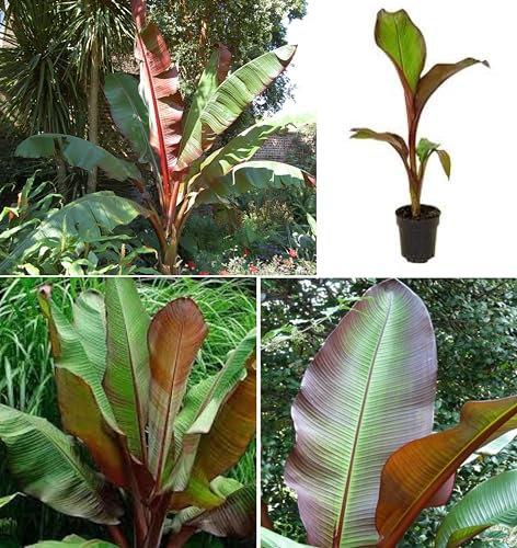 Red Banana Seeds | Ethiopian Banana | Ensete Ventricosum | 5 Seeds