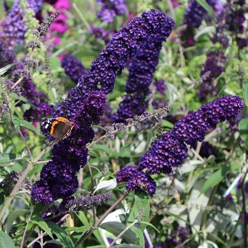 Buddleja Black Knight - Profumata e Resistente - Buddleia | Vaso da 2 litri