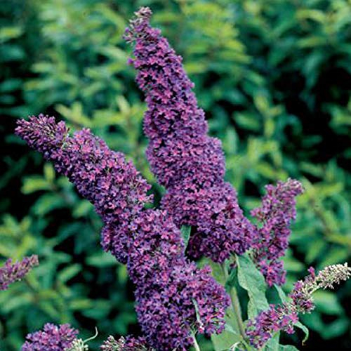 Buddleja Davidii Purple Emperor – Fjärilsbuske 'Lila Emperor'® 30–40 cm planteringskorg