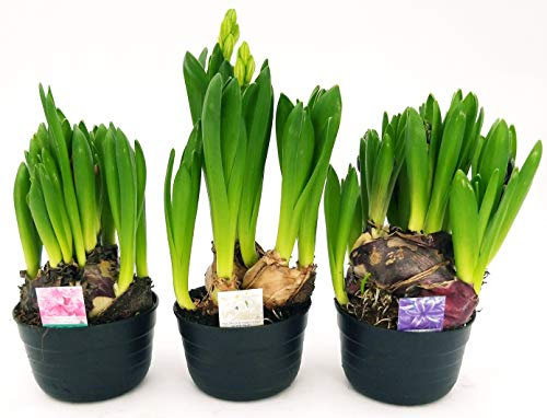 POWERS TO FLOWERS - SET 3 BULBI GIACINTO MULTIFLORA, piante vere