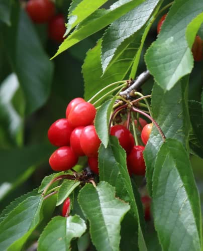 Planta de Cerezo 'Giorgia' - Precoce - Maceta Ø 20 cm - H. 150/180 cm