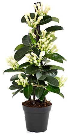 Stephanotis Floribunda Planta Natural Jazmín de Madagascar Flores de Interior