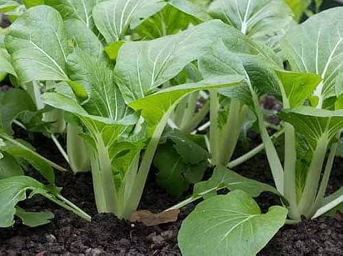 Pak Choi Seeds, 200 Seeds, Pak Choi Seeds to Grow in Your Home Garden, COOL BEANS n SPROUTS