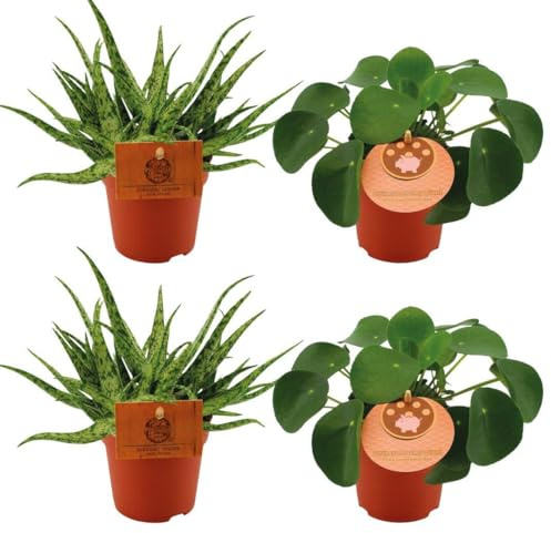 2x Aloe Araña + 2x Pilea Peperomoides - 10cm - Ø10,5cm - Planta de interior - Hojas perennes - Cactus y suculentas