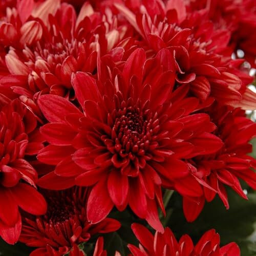 Nuovi semi di crisantemo gigante rosso 100 pezzi