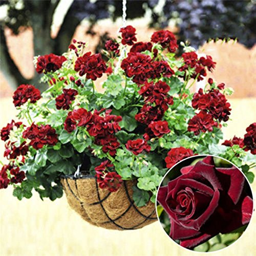 20 PCS Rare Mehrjährige Geranie Samen schwarz Rose Pelargonium Blume Samen Hardy Pflanze Bonsai Topfpflanzen