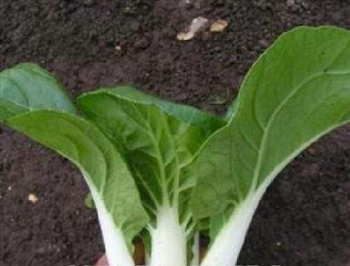 700 Seeds of Vegetable Pak Choi Canton Dwarf