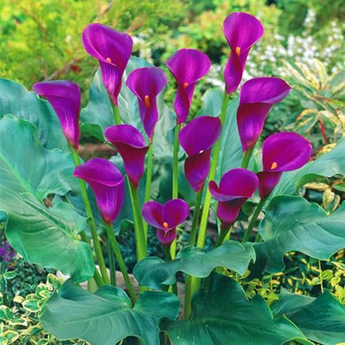 Calla Lily Bulbs for Planting Now UK Ornamental Perennial Excellent Display Plant Bulbs Greening Flower Good for Containers/Natural Organic Easy Plant-2bulbs-H
