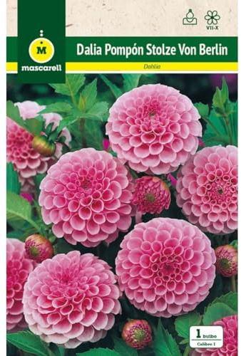 Mascarell Semillas, DALIA POM POM STOLZE VON BERLIN, Semillas Bulbosas, Bulbos de Flores Primavera Fácil de Cultivar, Bolsa 1 Bulbo