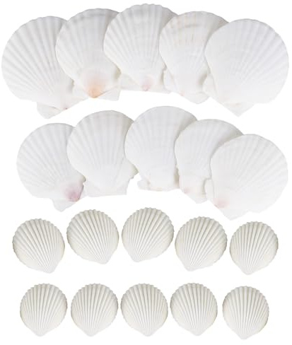 Juego de decoración de conchas marinas - 20 conchas de manualidades grandes y pequeñas para manualidades y pintura