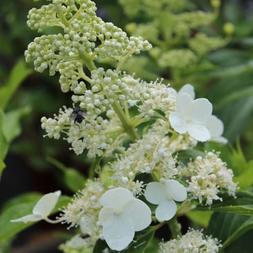 Hydrangea seemannii – Evergreen Climbing Hydrangea with Lace-Cap Flowers, Shade-Loving Climber for Walls & Fences, Low-Maintenance Garden Plant - 1x 17cm Potted Plants by Thompson & Morgan