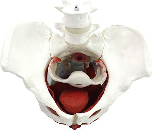 Anatomy Models Anatomical Female Pelvis Model Removable Fascial Layers of The Female Pelvis and Perineum Quality PVC Gynecology Training Doctor Gift