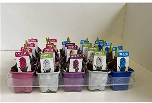 Hyacinths 6 Pots Mixed Colours