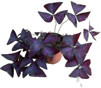 Trébol de la Suerte (Oxalis Triangularis) Natural Planta de Exterior de Color Púrpura