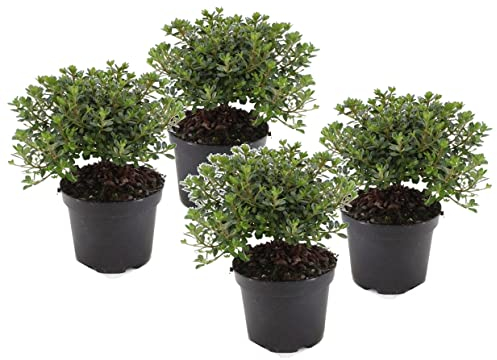 Plant in a Box - Rhododendron azalea Anouk Japon - Set de 4 - Arbuste exterieur robuste jardin persistant haie - Pot 17cm - Hauteur 25-40cm