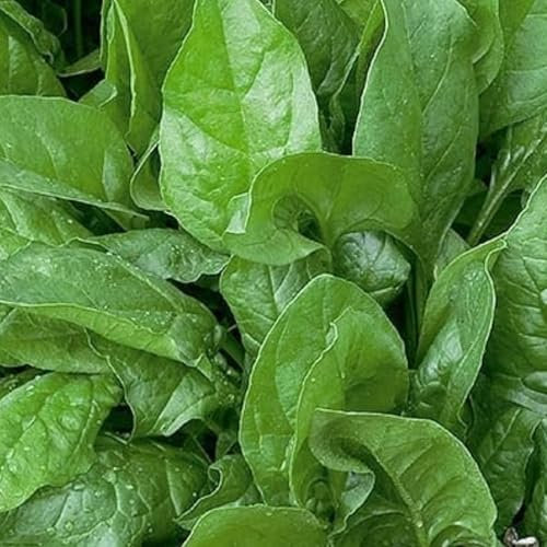 WegAna Épinards Géant d'hiver 10g Graines de légumes Culture Semences pour serre Jardin Herbes de jardin Balcon Épinards d'hiver