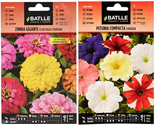 Semillas Batlle Battle - Semi di Fiori - Zinnia Gigante a fior di Dalia & Petunia Compacta VARIADA, Multicolore