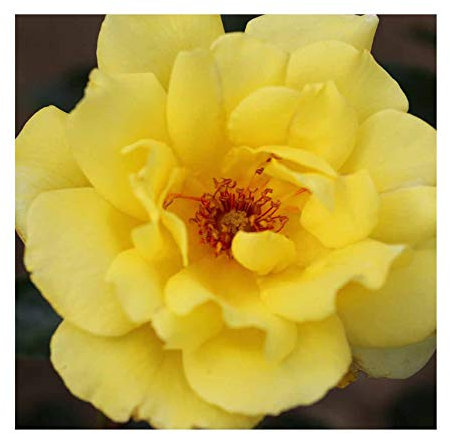 Rosa Climbing Rose 'Golden Showers' Plant