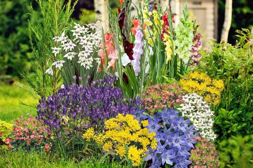 Summer Bulb Collection - Vibrant Flowering Bulbs for Year-Round Delights & Dazzling Displays – Easy to Grow – Ideal Summer Border or Patio Containers 100x Bulbs by Thompson and Morgan (100)