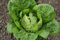 Just Seed Lettuce - Little Gem - 1000 Seeds