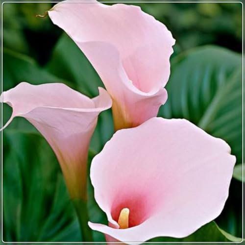 Calla Lily Bulbs-Calla Lily Plant Calla Lily Bulbs for Planting Now UK,Hardy Perennial,Plant Bulbs,Garden Flowers,Wedding Flowers-4bulbs-b