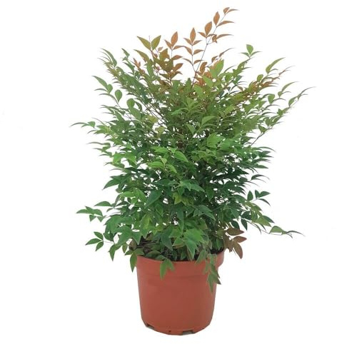 Garden Center Shop | Nandina domestica M19 60 cm | Arbusto Evergreen Elegante | Follaje Bicolor, Flores y Bayas Ornamentales | Verde Refinado para Jardín e Interior