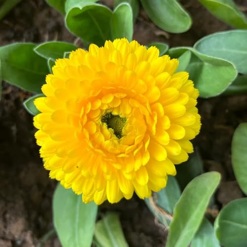Semillas de caléndula - exótico de mariposas variedades antiguas decoraciones jardín para exteriores semillas como recuerdo fiesta resistentes Caléndula 200pcs