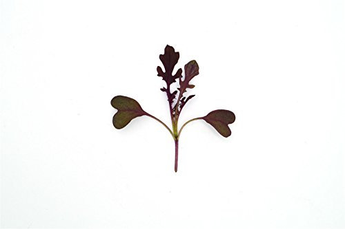 JustSeed - Microgreens - Baby Leaves - Mustard Red Lace - 2 Grams Seeds