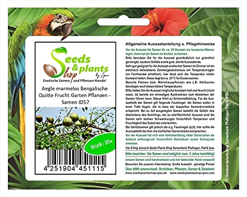 Pcs - 20x Aegle Marmelos Bengali Quince Fruit Garden Plants - Seeds ID57 & Plants Shop by Ipsa