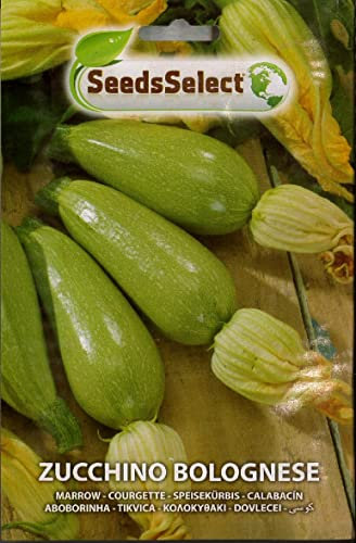 ZUCCHINO BOLOGNESE SEMI IN BUSTINA