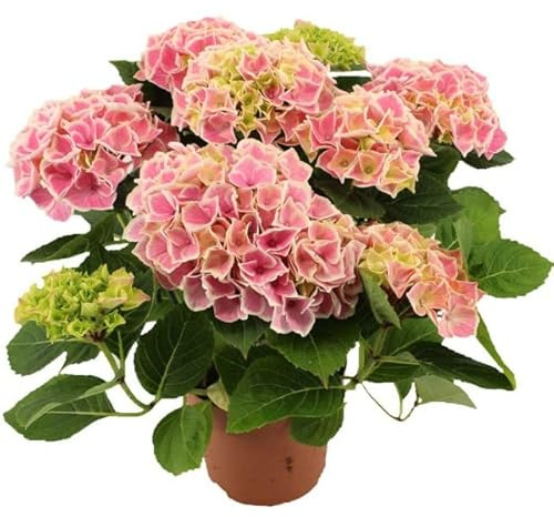 Planta Natural - Hortensia Rosa - Fácil de Cuidar