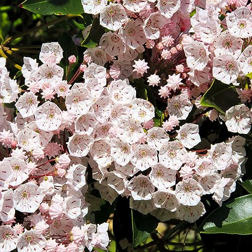 semillas de laurel laurel cereza, Serie raras - semillas de jardín son resistentes resistentes al jardín, balcon 120pcs