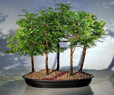 50 Pz Alba Redwood Forest Bonsai Seeds - Bonsai - glyptostroboides Metasequoia - Grow Your Own Bonsai