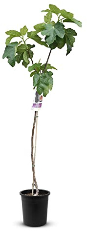 Tropictrees Higuera con una altura de 150 cm y una circunferencia del tronco de 6 a 7 cm, higos para la producción de zumos y como ingrediente para platos sabrosos, higuera