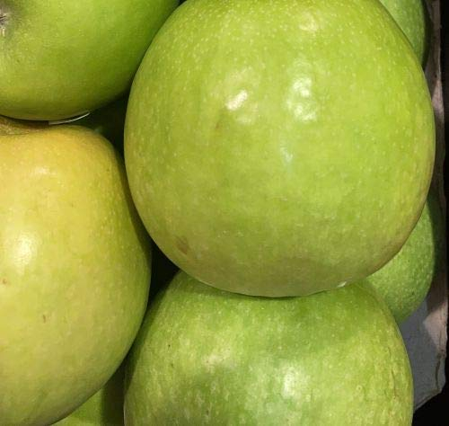 1st. Weißer Klarapfel kräftig gewachsen im großen Topf 120-150cm + Dünger Malus domestica Apfelbaum Obstbaum Apfel Baum Obst