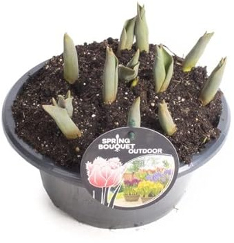 Flor Natural de Tulipán DECOALIVE Bulbo para Planta Tulipanes en Casa