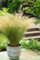 10 Stück Zartes Federgras Stipa tenuissima Ponytails 20-30 cm - Gräser - Ziergras - winterhart - Stauden
