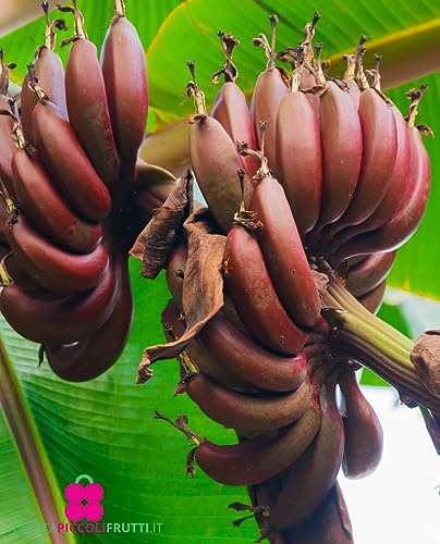 Pianta di BANANO ROSSO ‘Ensete Ventricosum Maurelii’ - in vaso Ø 18 cm - H. 70/80 cm