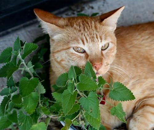 NO-GMO 350 Semi, Catnip Catnip Nepeta Erba Giardino Semi, Snack di Gatto per Erbe di Tè Erbe Ereditario Semi