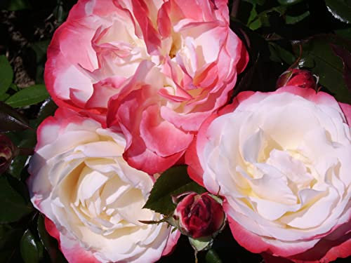 'Nostalgia' Hybrid Tea Rose - Cream Blooms with Cherry Red Edged Petals - 4L Potted