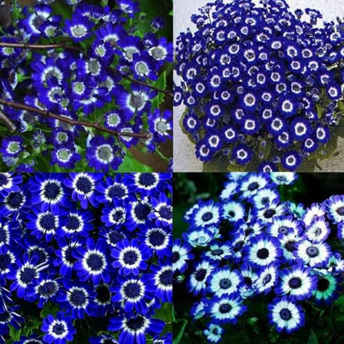 kiskick 300 Stück/Beutel Chrysanthemensamen, fantastische vollsonnenblaue Bonsai-Gartenblumensamen für Zuhause, einfach zu züchten Gänseblümchen-Samen