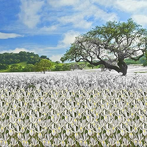 7 x Iris White Van Vliet – Easy to Grow – Come Back Every Year – Perennial – Classic Bright White – Popular Cut Flower – for Your Beautiful Garden