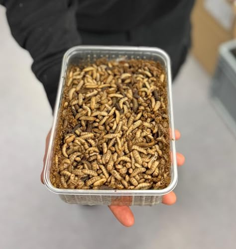 Lebende Larven der Schwarzen Soldatenfliege (Hermetia illucens) – natürliches Lebendfutter für Igel, Vögel, Reptilien und Hühner