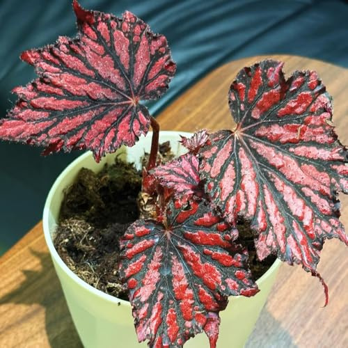 semillas de begonia jardineros Begonia trucha lugares soleados verdes exóticas decoración de sala estar raras balcón decorativas oficina interior 600pcs