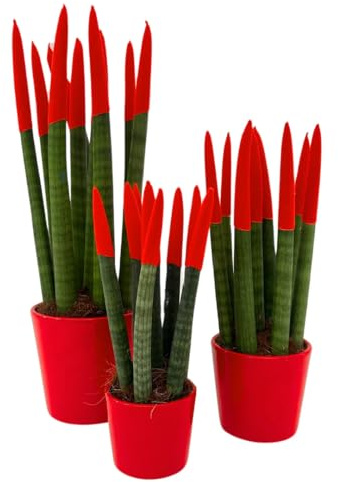 I Giardini di Giulia | Set di 2 Sansevieria Cylindrica punta di velluto Rosse | Piante Sempreverdi Decorative | Ideali per Arredare Casa, Ufficio e Regali Originali | Facili da Coltivare